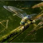 Anax imperator ( femelle )