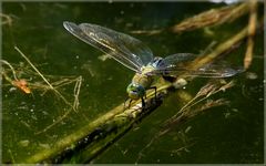 Anax imperator ( femelle )