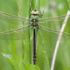 Anax imperator - Große Königslibelle