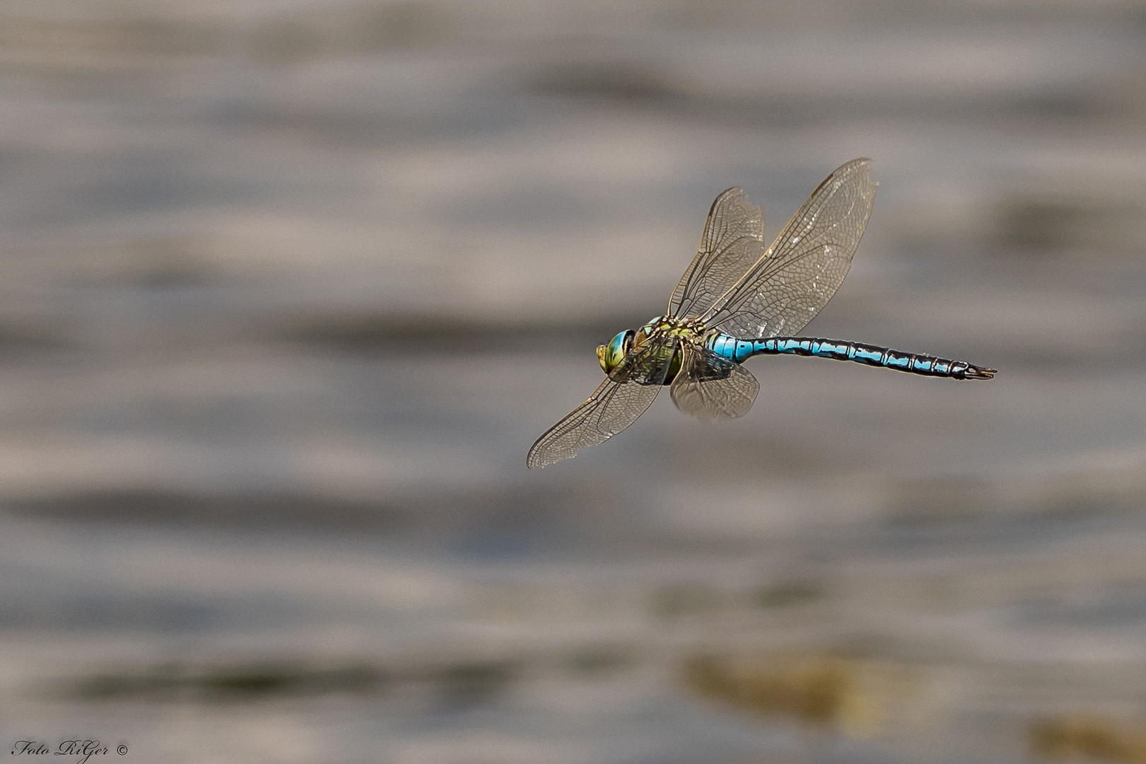 Anax imperator - Große Königslibelle