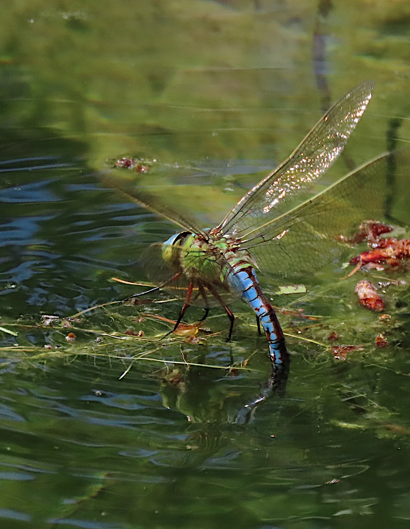 Anax imperator (große Königslibelle) bei der Eiablage