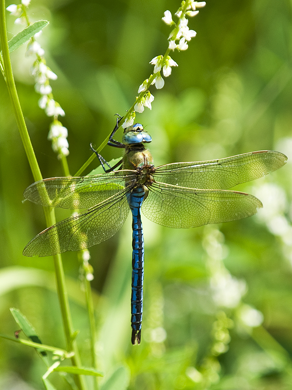 Anax Imperator - Große Königslibelle