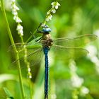 Anax Imperator - Große Königslibelle