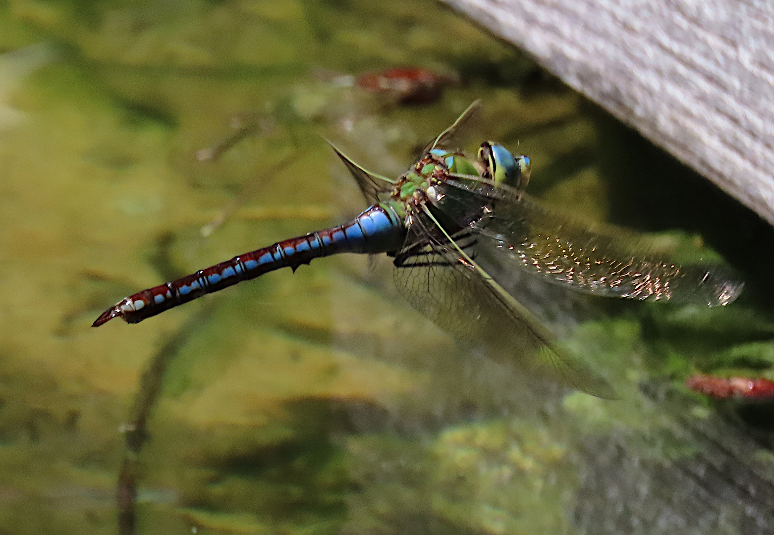 Anax imperator (Große Königslibelle) im Flug