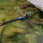 Anax imperator (Große Königslibelle) im Flug