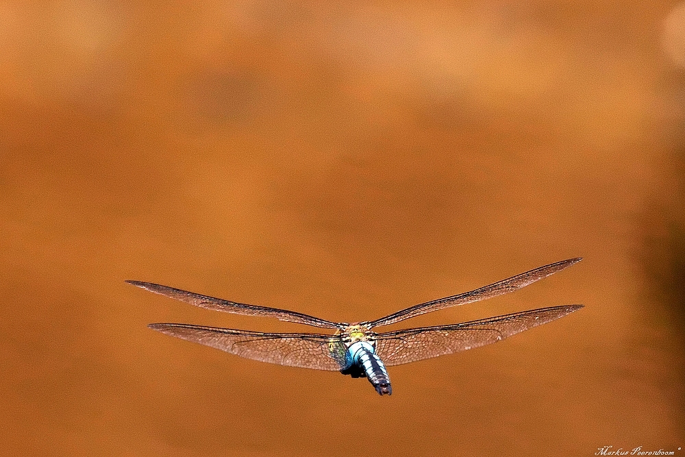 Anax Imperator im Vorbeiflug