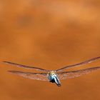 Anax Imperator im Vorbeiflug