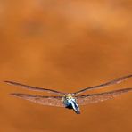 Anax Imperator im Vorbeiflug