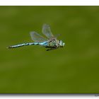 Anax imperator in volo