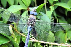 Anax imperator - Königslibelle