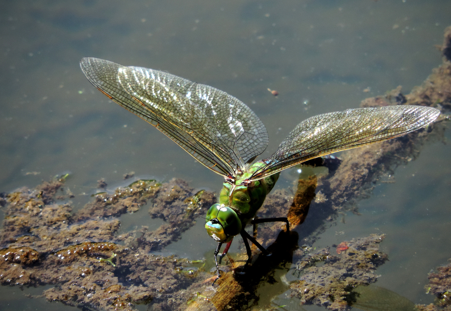 #...Anax imperator ( Königslibelle) Weibchen bei der Eiablage........#