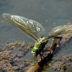 #...Anax imperator ( Königslibelle) Weibchen bei der Eiablage........#