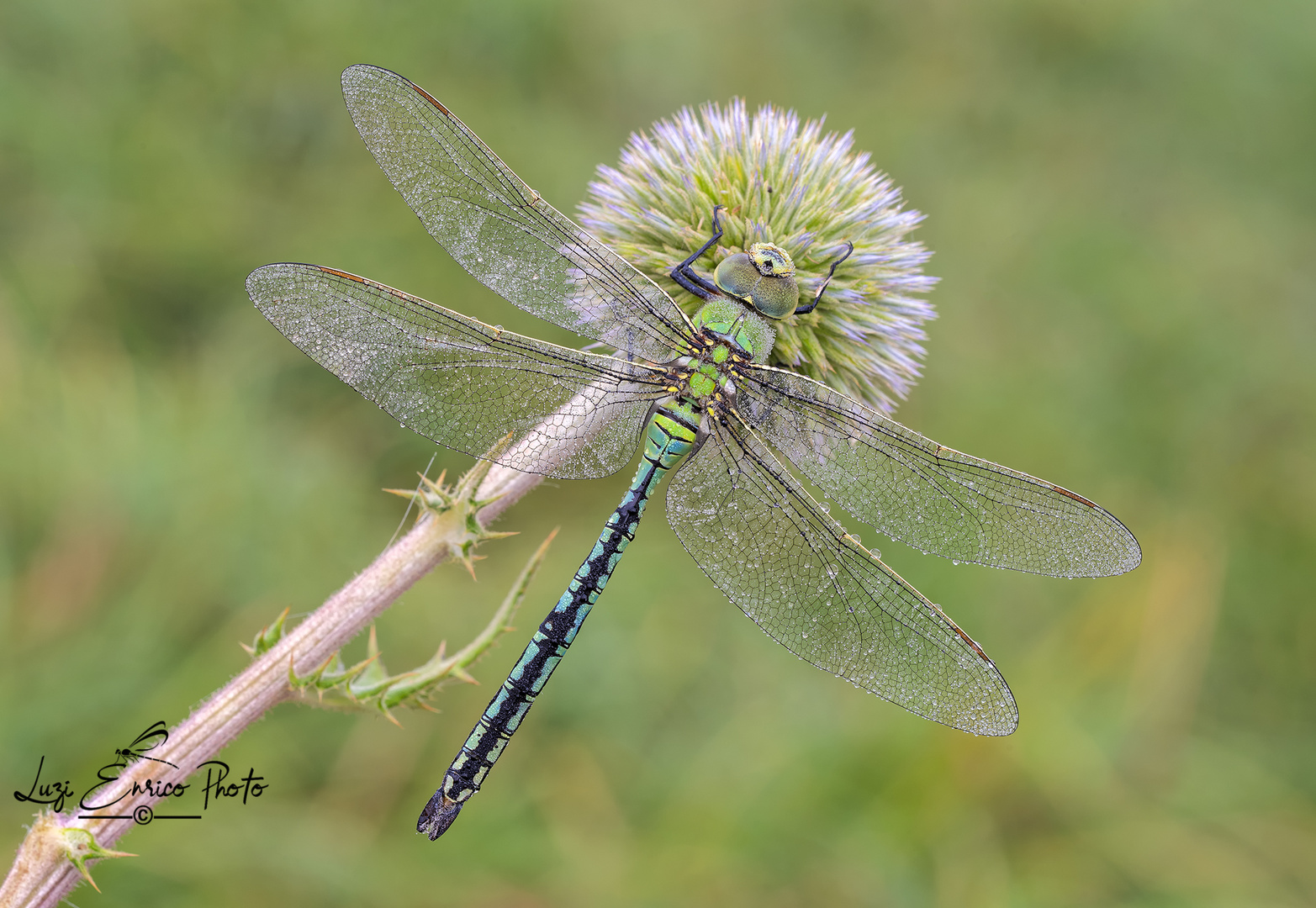 Anax imperator (Leach, 1815)