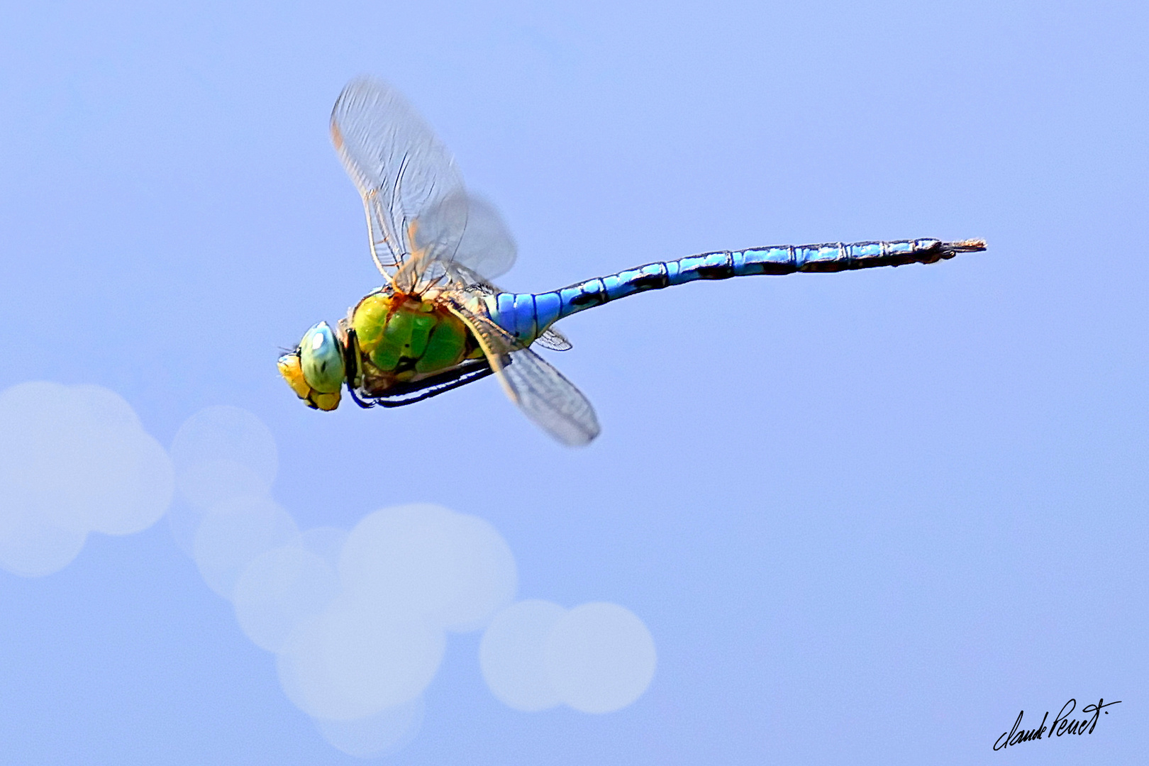 Anax imperator M