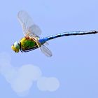 Anax imperator M