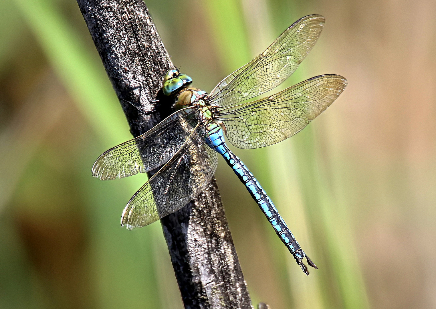 Anax imperator  M