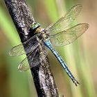 Anax imperator  M