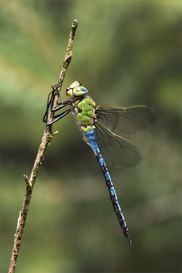 Anax imperator - Männchen