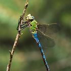 Anax imperator - Männchen