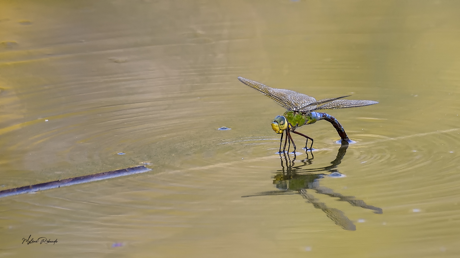 Anax imperator qui pond ses oeufs