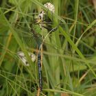 Anax imperator verspeist Schachbrett