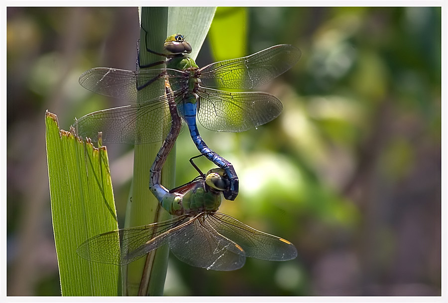 Anax Junius ....