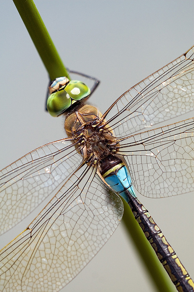 Anax parthenope