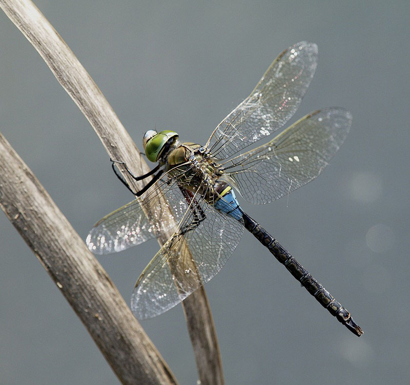 Anax parthenope