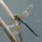 Anax parthenope