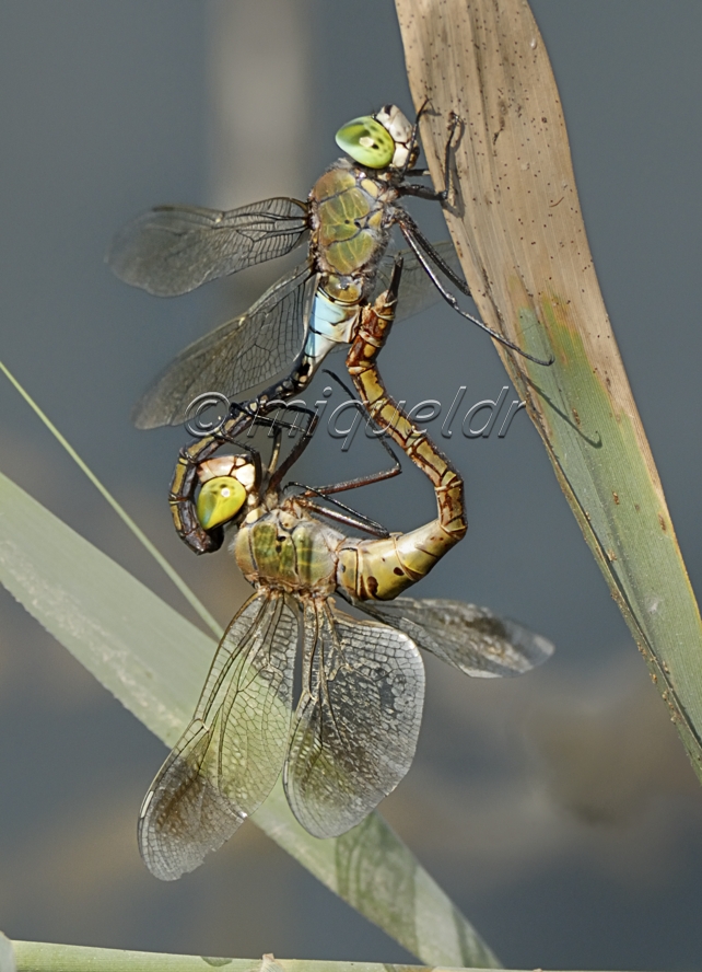 Anax parthenope (cópula)