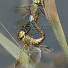 Anax parthenope (cópula)