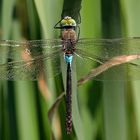 Anax parthenope