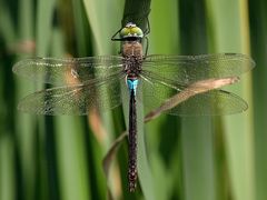 Anax parthenope