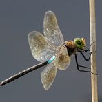 Anax parthenope