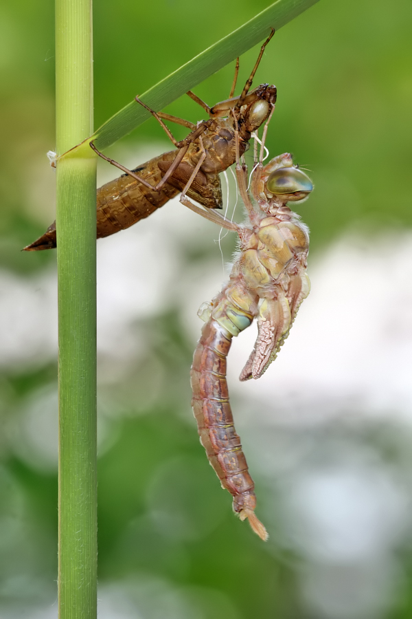 Anax parthenope, ein frisch geschlüpftes Männchen