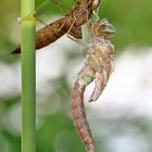 Anax parthenope, ein frisch geschlüpftes Männchen