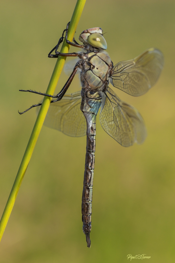 Anax parthenope