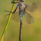 Anax parthenope