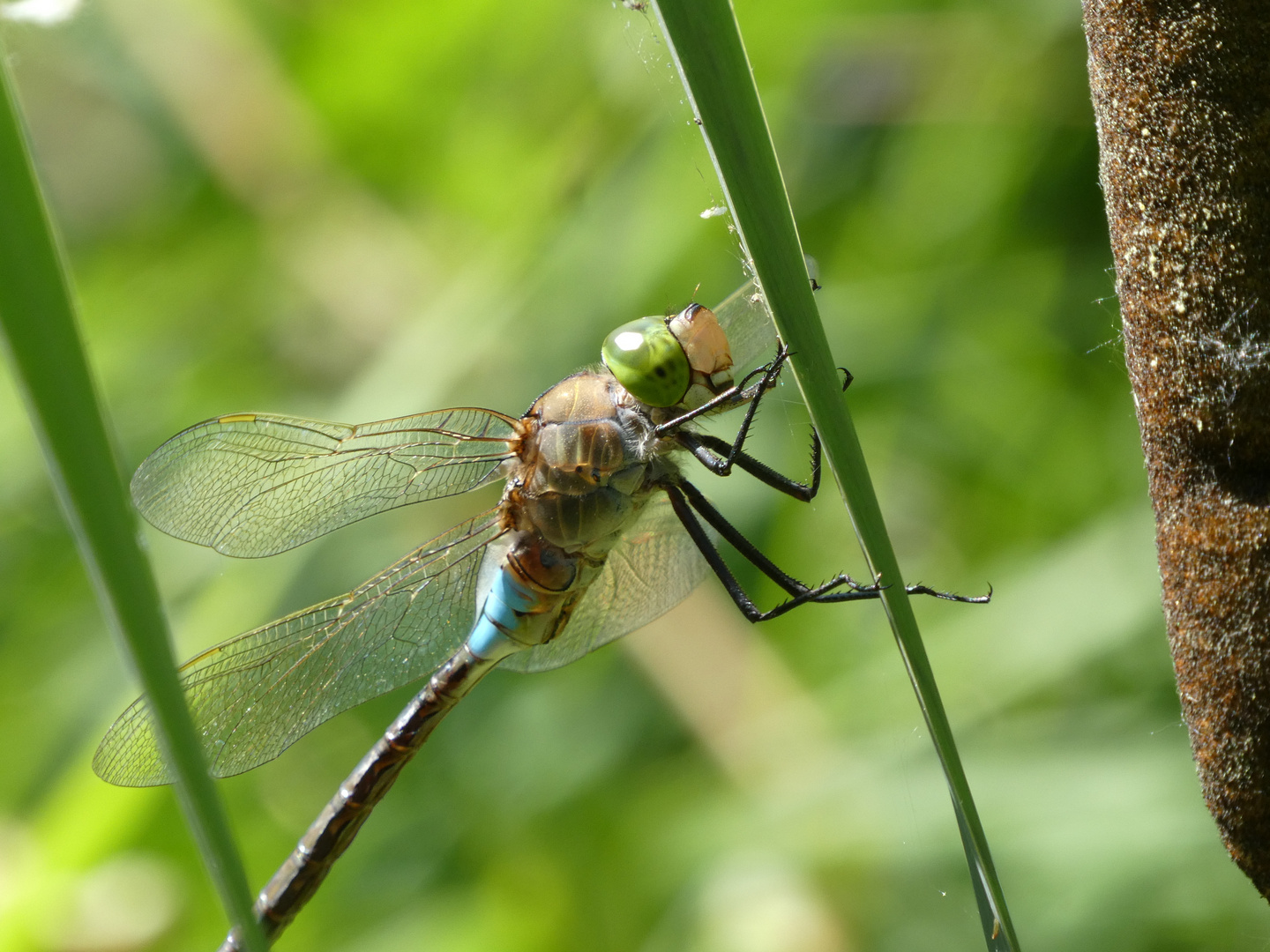 Anax parthenope - Kleine Königslibelle