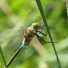 Anax parthenope - Kleine Königslibelle