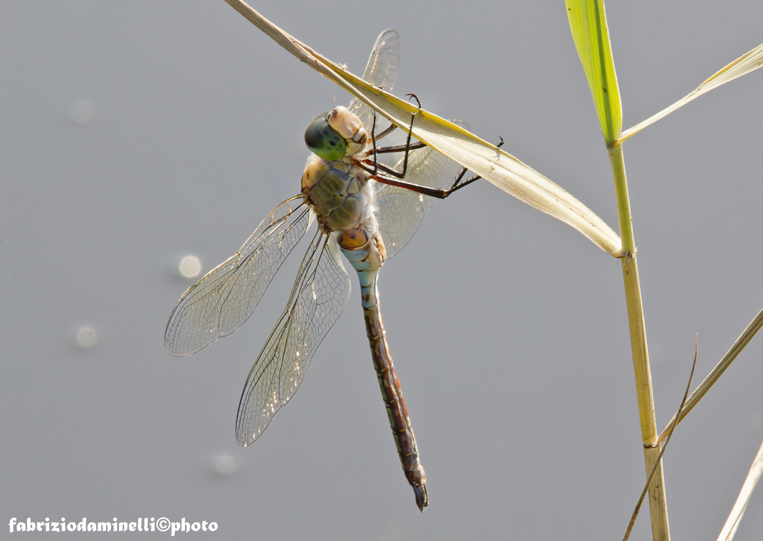 Anax parthenope (Selys 1839)