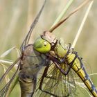 Anax parthenope vs Orthetrum cancellatum