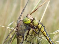 Anax parthenope vs Orthetrum cancellatum