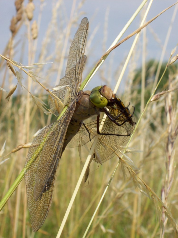 Anax parthenope vs Orthetrum cancellatum - komplett