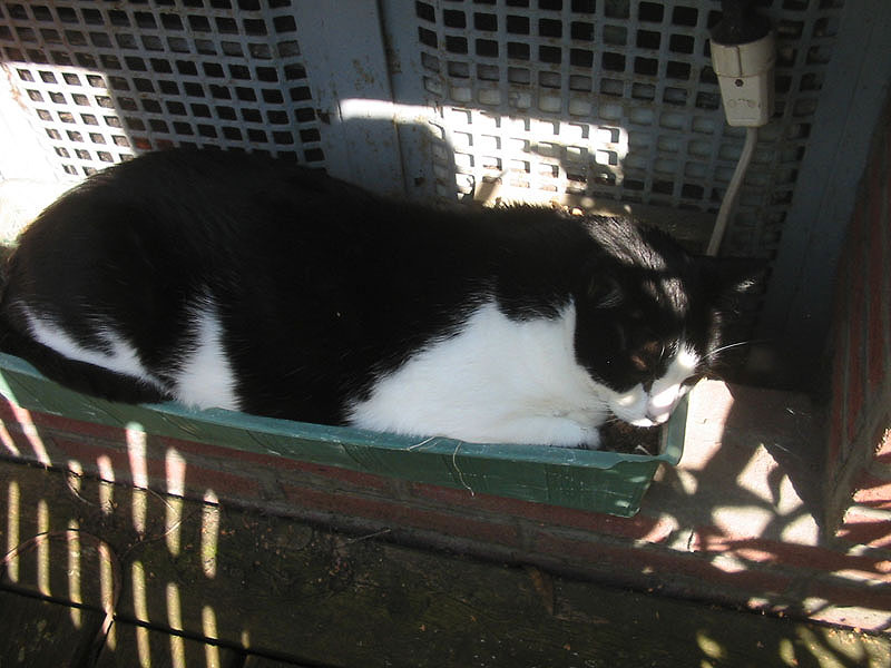 Anbau von Katzen im eigenen Garten