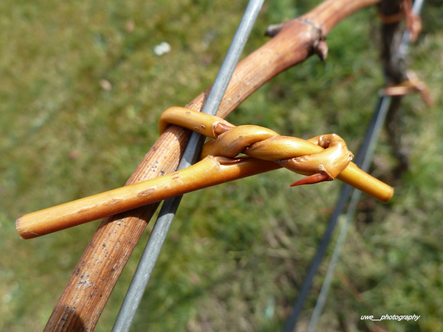 Anbinden mit Weide (Kammert bau) im Weinberg 