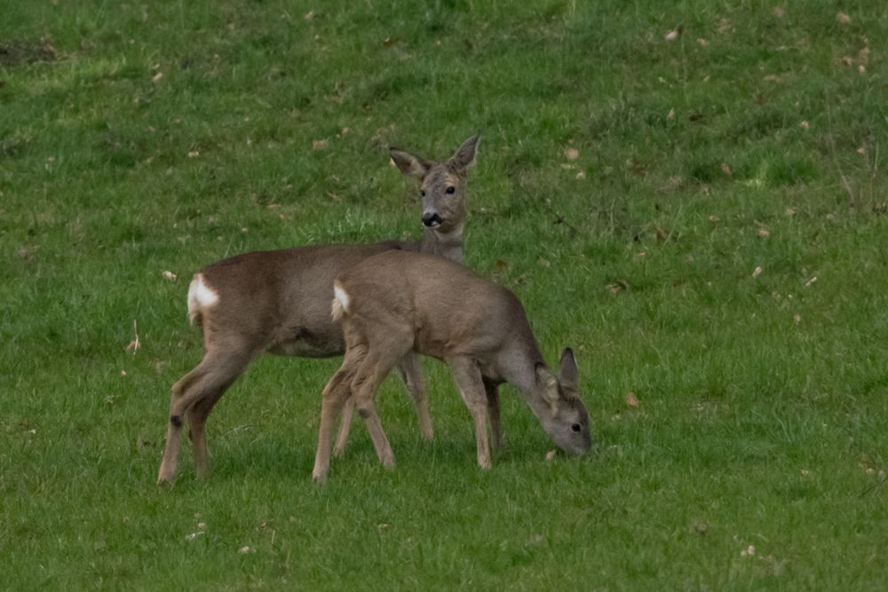 Anblick in der Dämmerung