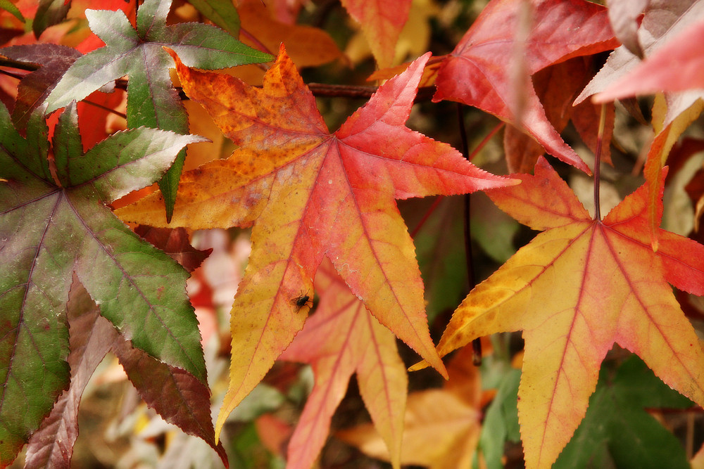 anche a mosca è autunno...