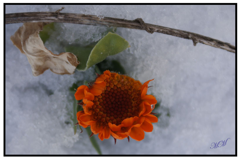 Anche con la neve che mi copre faccio capolino e cerco il sereno!!!