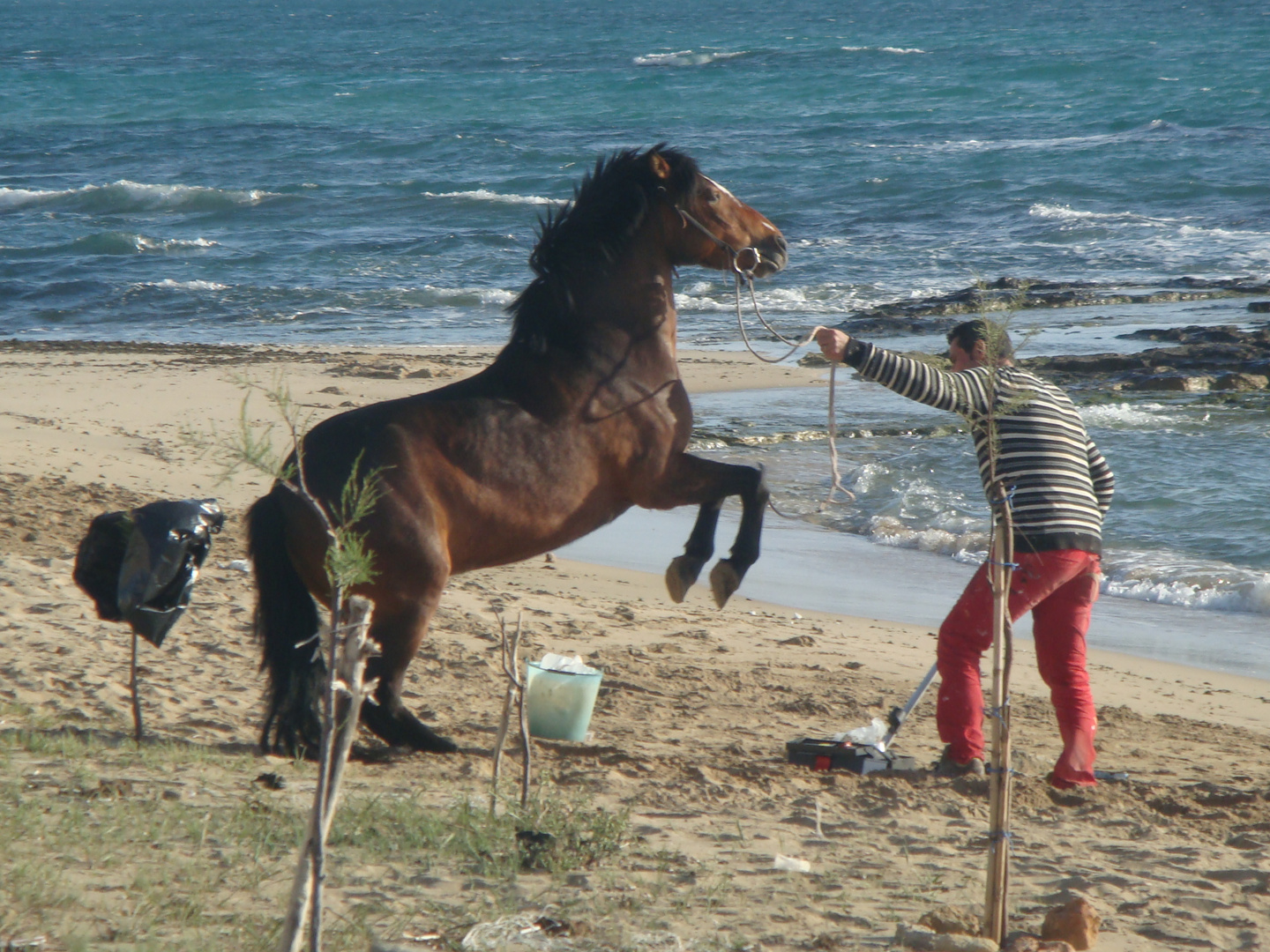 Anche Furia si diverte sulla spiaggia...